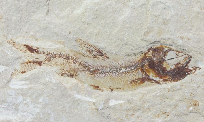 Cretaceous Fossil Fish (Davichthys) - Lebanon #70438
